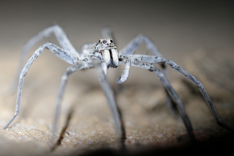 Wolf Spider (zf) (Lycosidae sp)